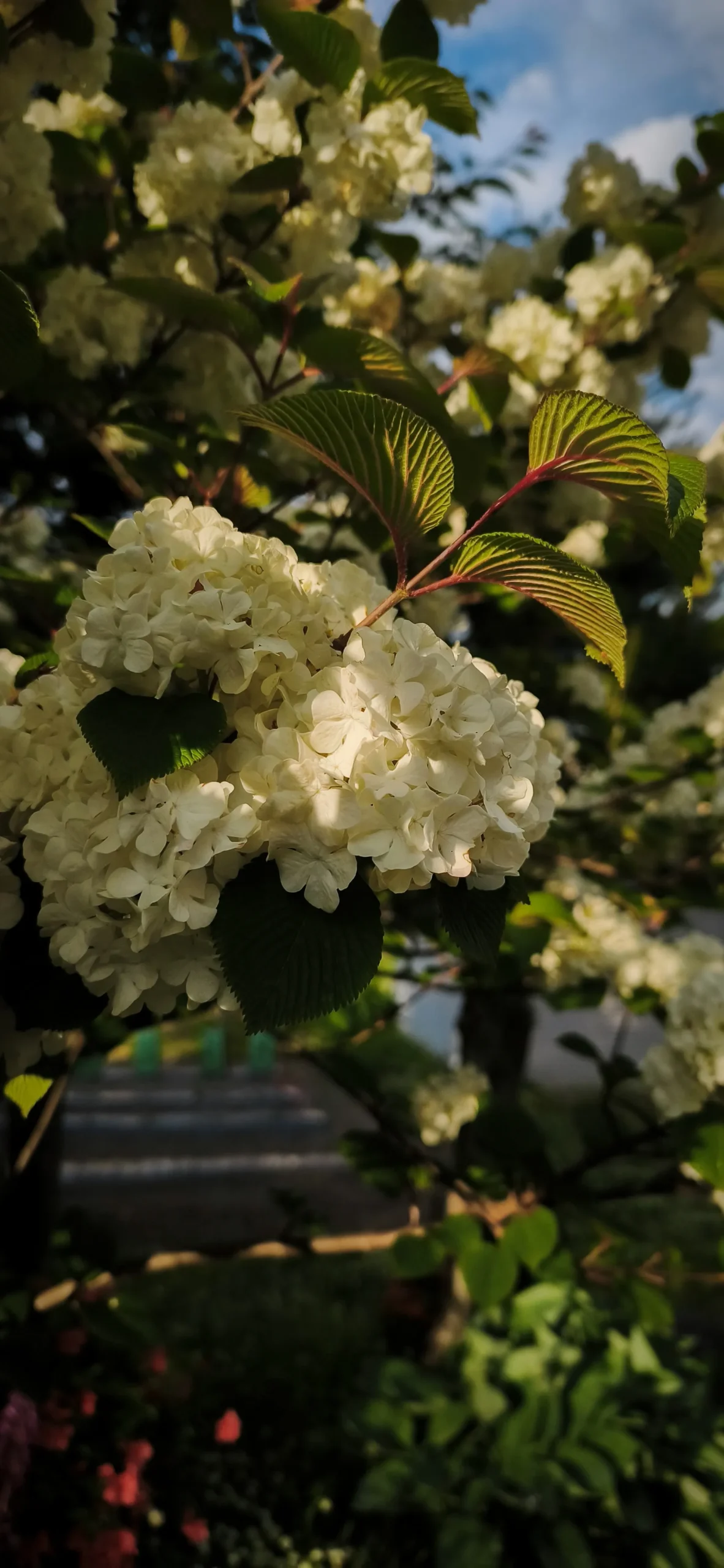 サロンに咲く白い紫陽花